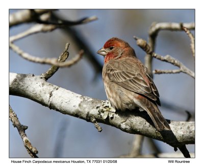 House Finch