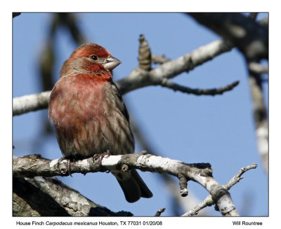 House Finch