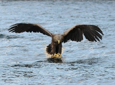 sea eagle