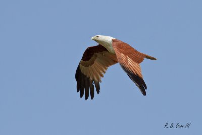 Brahminy Kite (Haliastur indus, resident) 

Habitat - Open areas often near water, and also in mountains to 1500 m 

Shooting info - photo by RB Ocon III, Binmaley, Pangasinan, Philippines, Feb. 26, 2011, 7D + 400 5.6L, 1/2000 sec, f/7.1, ISO 400, hand held, manual exposure