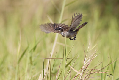 Yellow-vented Bulbul in flight