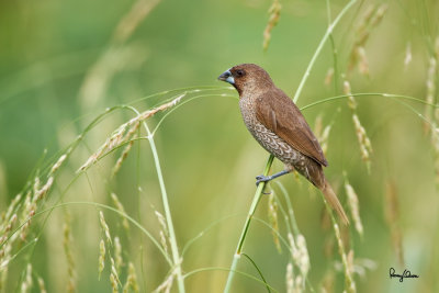 Scaly-Breasted Munia (Lonchura punctulata) 

Habitat: Ricefields, grasslands, gardens and scrub. 

Shooting info - Paranaque City, Philippines, May 21, 2012, 7D + 100-400 L IS, 400 mm, f/5.6, ISO 400, 1/320 sec, 
manual exposure in available light, hand held, near full frame resized to 1500x1000.