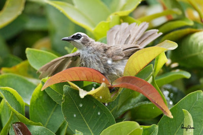 Yellow-vented Bulbul 

Scientific name: Pycnonotus goiavier 

Habitat: Common in gardens, urban areas and grasslands but not in mature forests. 

Shooting info - 1DMIV + 500 f4 IS + 1.4x TC II, 700 mm, f/5.6, ISO 3200, 1/500 sec, 
manual exposure in available light, AI servo, 475B + 516 support, uncropped full frame resized to 1500x1000.
