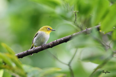 Lowland White-eye (Zosterops meyeni, a near Philippine endemic) 

Habitat - Second growth, scrub and gardens. 

Shooting info - Bacnotan, La Union, Philippines, July 7, 2012, Canon 7D + 100-400 IS, 
400 mm, f/5.6, ISO 1600, 1/400 sec, hand held, manual exposure in available light, near full frame.