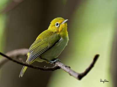 Lowland White-eye (Zosterops meyeni, a near Philippine endemic) 

Habitat - Second growth, scrub and gardens. 

Shooting info - Bacnotan, La Union, Philippines, July 22, 2012, Canon 1D MIV + 400 2.8 IS + Canon 2x TC II, 
800 mm, f/5.6, ISO 1600, 1/320 sec, 475B/516 support, manual exposure in available light, near full frame. 


