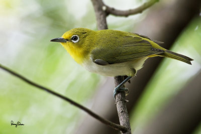 Lowland White-eye (Zosterops meyeni, a near Philippine endemic) 

Habitat - Second growth, scrub and gardens. 

Shooting info - Bacnotan, La Union, Philippines, July 22, 2012, Canon 1D MIV + 400 2.8 IS + Canon 2x TC II, 
800 mm, f/5.6, ISO 1600, 1/320 sec, 475B/516 support, manual exposure in available light, near full frame. 


