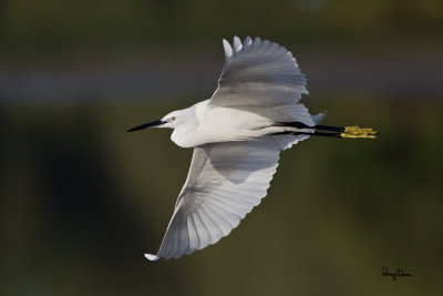 Little Egret (Egretta garzetta) 

Habitat: Coastal marsh and tidal flats to ricefields. 

Shooting info - Coastal Lagoon, Manila Bay, March 16, 2011, 1D4 + 500 f4 L IS + Canon 1.4x TC, 700 mm, f/7.1, ISO 400, 1/1600 sec, manual exposure in available light, 475B/516 support, near full frame. 

