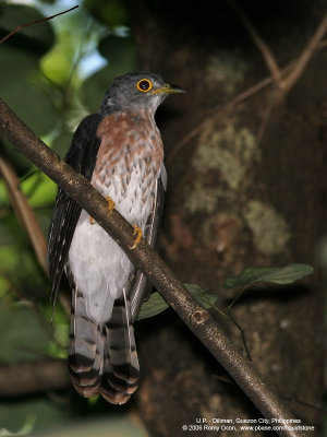 Philippine Hawk-Cuckoo
(a Philippine endemic)

Scientific name - Cuculus pectoralis

Habitat - Uncommon in all forest levels.

[20D + 400 5.6L + DG Super + Better Beamer, hand held]
