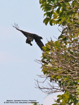 Rufous-Bellied Eagle
(Snatching a Zebra Dove perched atop a tree)

Scientific name - Hieraaetus kienerii

Habitat - uncommon in and over forest and forest edge

[20D + 400 5.6L, hand held]