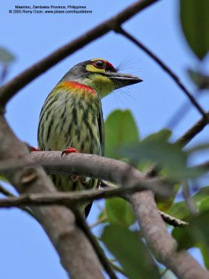 Coppersmith Barbet 

Scientific name - Megalaima haemacephala 

Habitat - Forest and edge, usually in the canopy.

[20D + 400 5.6L, hand held]
