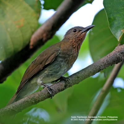 Philippine Bulbul 
(a Philippine endemic) 

Scientific name - Hypsipetes philippinus 

Habitat - Forest edge, advanced second growth and forest. 

[350D + Sigmonster (Sigma 300-800 DG)] 
