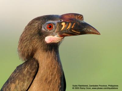 Three Woodpeckers at Subic