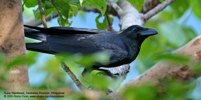 Large-billed Crow 

Scientific name - Corvus macrorhynchos 

Habitat - open country. 

[350D + Sigmonster (Sigma 300-800 DG)]

