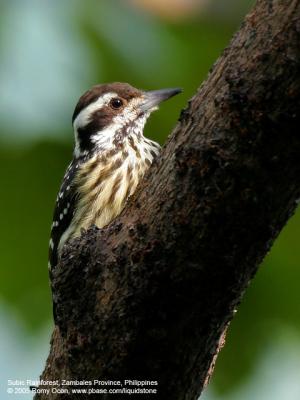Philippine Pygmy Woodpecker 
(a Philippine endemic) 

Scientific name - Dendrocopos maculatus 

Habitat - Lowland and montane forest and edge. 

[350D + Sigmonster (Sigma 300-800 DG)]