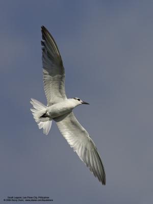 Whiskered Tern 

Scientific name: Chlidonias hybridus 

Habitat: Bays, tidal flats to ricefields. 

[1DMII + 400 5.6L, hand held] 
