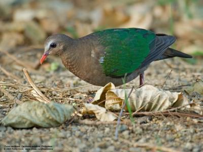Common Emerald-Dove (male)

Scientific name - Chalcophaps indica

Habitat - Common but shy in forests.

[350D + 100-400 L IS, hand held]