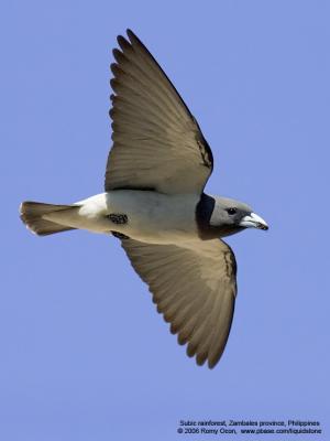 Wood-swallows