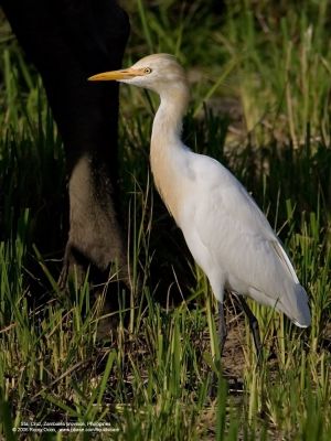 Cattle Egret 
(Breeding plumage) 

Scientific name: Bubulcus ibis 

Habitat: Common in pastures, ricefields and marshes. 

[1DM2 + 400 5.6L + Sigma 1.4x TC, hand held] 

