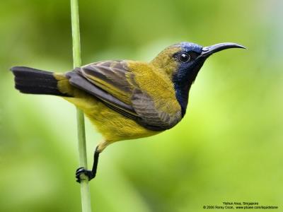 Olive-backed Sunbird (Male) 

Scientific name - Nectarinia jugularis 

Habitat - Common lowland sunbird 

[20D + Canon 500 f/4 L IS, hand held] 
