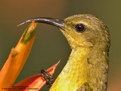 Olive-backed Sunbird (Female) 

Scientific name - Nectarinia jugularis 

Habitat - Common lowland sunbird 

[20D + Canon 500 f/4 L IS, hand held, 100% crop] 
