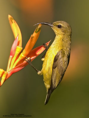 Olive-backed Sunbird (Female) 

Scientific name - Nectarinia jugularis 

Habitat - Common lowland sunbird 

[20D + Canon 500 f/4 L IS, hand held] 
