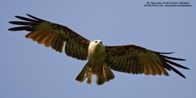 Brahminy Kite 

Scientific name - Haliastur indus 

Habitat - Open areas often near water, and also in mountains to 1500 m 

[1DM2 + 500 f4 L IS + Canon 1.4x TC, hand held, mode 2 IS on]