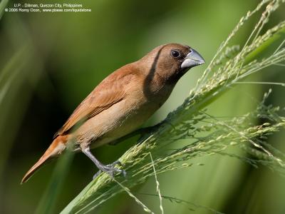 Chestnut Munia 
(Immature) 

Scientific name: Lonchura atricapilla 

Habitat: Ricefields, grasslands and open country. 

[20D + 500 f/4 L IS + Canon 1.4x TC]
