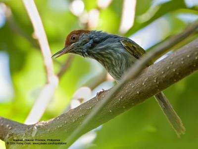 Grey-backed Tailorbird
(a Philippine endemic)

Scientific name - Orthotomus derbianus

Habitat - Tangles and undergrowth in forest and edge.

[20D + 500 f4 L IS + Canon 1.4x TC, hand held]