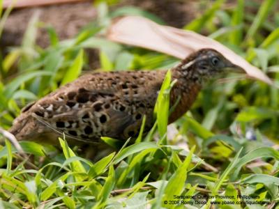 Spotted Buttonquail
(a Philippine endemic)

Scientific name - Turnix ocellata

Habitat - Scrub, open dry forest and bamboo.

[20D + 500 f4 L IS + Canon 1.4x TC, hand held]