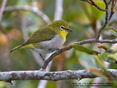 Mountain White-eye

Scientific name - Zosterops montanus

Habitat - All forest types above 1000 m.

[20D + 500 f4 L IS + Canon 1.4x TC]