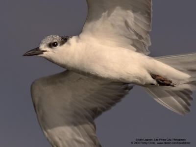 Whiskered Tern 

Scientific name: Chlidonias hybridus 

Habitat: Bays, tidal flats to ricefields. 

[1DMII + 400 5.6L, hand held] 
