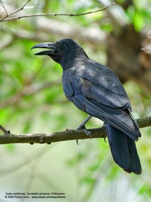 Large-billed Crow 

Scientific name - Corvus macrorhynchos 

Habitat - open country. 

[350D + Sigmonster (Sigma 300-800 DG)] 