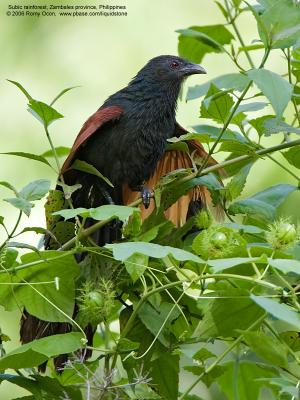 Philippine Coucal 
(a Philippine endemic ) 

Scientific name - Centropus viridis 

Habitat - Common from grasslands to forest up to 2000 m. 

[20D + 500 f4 IS + Canon 1.4x TC, hand held]

