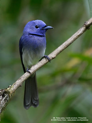 Black-naped Monarch (Male) 

Scientific name - Hypothymis azurea 

Habitat - Common resident all over the Philippines, in disturbed forest. 

[1DM2 + Sigmonster (Sigma 300-800 DG)] 

