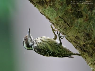 Philippine (Pygmy) Woodpeckers