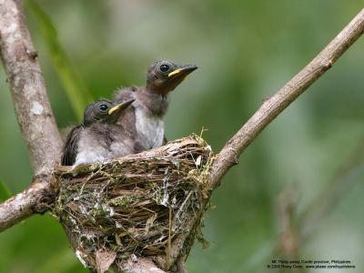 Black-naped Monarch (nestlings) 

Scientific name - Hypothymis azurea 

Habitat - Common resident all over the Philippines, in disturbed forest. 

[20D + 500 f4 IS + Canon 1.4x TC]

