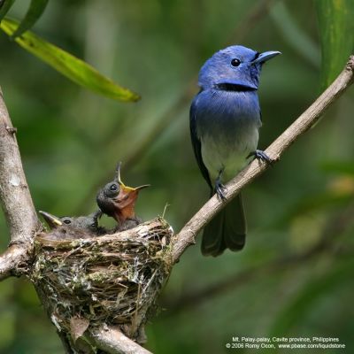 Black-naped Monarch 
(nestlings and adult male) 

Scientific name - Hypothymis azurea 

Habitat - Common resident all over the Philippines, in disturbed forest. 

[20D + 500 f4 IS + Canon 1.4x TC]

