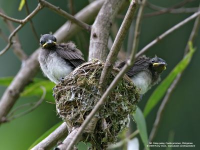 Black-naped Monarch 
(Nestlings about to fledge) 

Scientific name - Hypothymis azurea 

Habitat - Common resident all over the Philippines, in disturbed forest. 

[20D + 500 f4 L IS + Canon 1.4x TC] 

