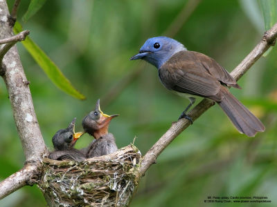 Black-naped Monarch 
(Nestlings with adult female) 

Scientific name - Hypothymis azurea 

Habitat - Common resident all over the Philippines, in disturbed forest. 

[20D + 500 f4 L IS + Canon 1.4x TC] 