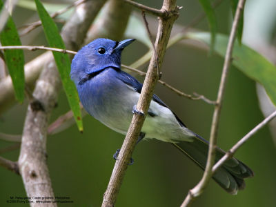 Black-naped Monarch (Male) 

Scientific name - Hypothymis azurea 

Habitat - Common resident all over the Philippines, in disturbed forest. 

[20D + 500 f4 IS + Canon 1.4x TC] 

