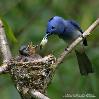 Black-naped Monarch 
(nestlings and adult male) 

Scientific name - Hypothymis azurea 

Habitat - Common resident all over the Philippines, in disturbed forest. 

[20D + 500 f4 IS + Canon 1.4x TC] 
