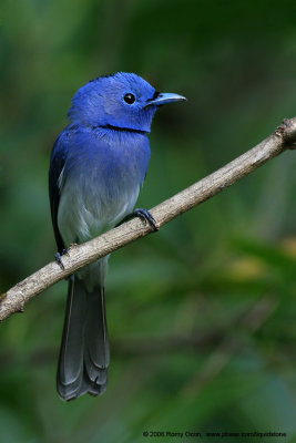 Black-naped Monarch (Male) 

Scientific name - Hypothymis azurea 

Habitat - Common resident all over the Philippines, in disturbed forest. 

[350D + Sigmonster (Sigma 300-800 DG)]