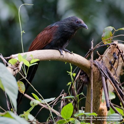 Philippine Coucal 
(a Philippine endemic ) 

Scientific name - Centropus viridis 

Habitat - Common from grasslands to forest up to 2000 m. 


[20D + 500 f4 IS, hand held]