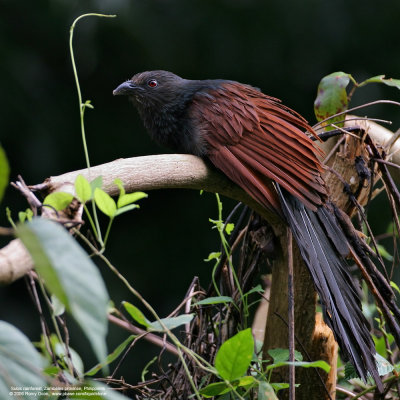 Philippine Coucal 
(a Philippine endemic ) 

Scientific name - Centropus viridis 

Habitat - Common from grasslands to forest up to 2000 m. 
 

[20D + 500 f4 IS, hand held]