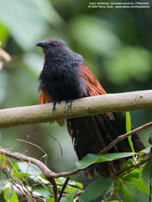 Philippine Coucal 
(a Philippine endemic ) 

Scientific name - Centropus viridis 

Habitat - Common from grasslands to forest up to 2000 m. 


[20D + 500 f4 IS + Canon 1.4x TC, hand held] 

