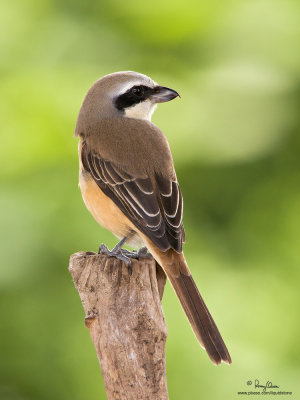 Brown Shrike 

Scientific name - Lanius cristatus 

Habitat - Common in all habitats at all elevations. 

[40D + Sigmonster + Sigma 1.4x TC, MF via Live View, manual exposure, 475B tripod/3421 gimbal head]
