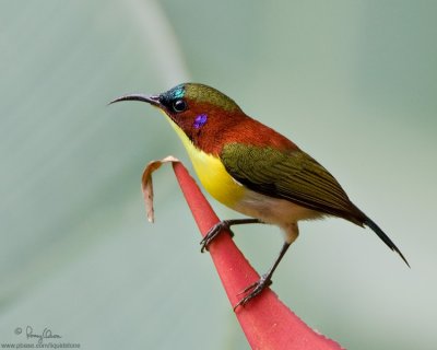 Handsome Sunbird 
(A Philippine endemic, male) 

Scientific name - Aethopyga bella 

Habitat - Thickets, forest edge and forest below 2000 m. 

[40D + 500 f4 L IS + Canon 1.4x TC, 475B tripod/3421 gimbal head] 
