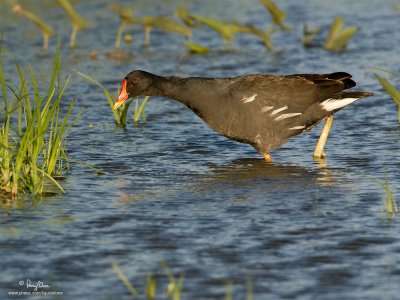 Common Moorhen 

Scientific name - Gallinula chloropus 

Habitat - Marshes and ponds. 

[40D + 500 f4 L IS + Canon 1.4x TC, bean bag]
