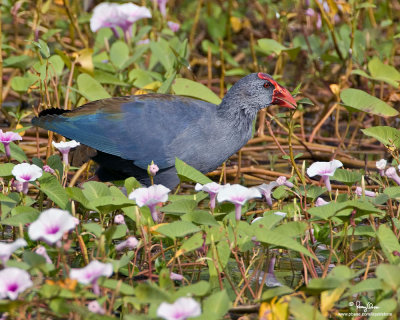 Purple Swamphen 

Scientific name - Porphyrio porphyrio 

Habitat - Uncommon in freshwater and brackish wetlands.

[40D + 500 f4 L IS + stacked Canon/Tamron 1.4x TCs, 1000 mm, f/11, bean bag]