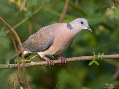 Island Collared-Dove 

Scientific name - Streptopelia bitorquata dusumieri, endemic race

Habitat - In lowlands, in open areas and mangroves. 

[40D + 500 f4 L IS + Canon 1.4x TC, bean bag]